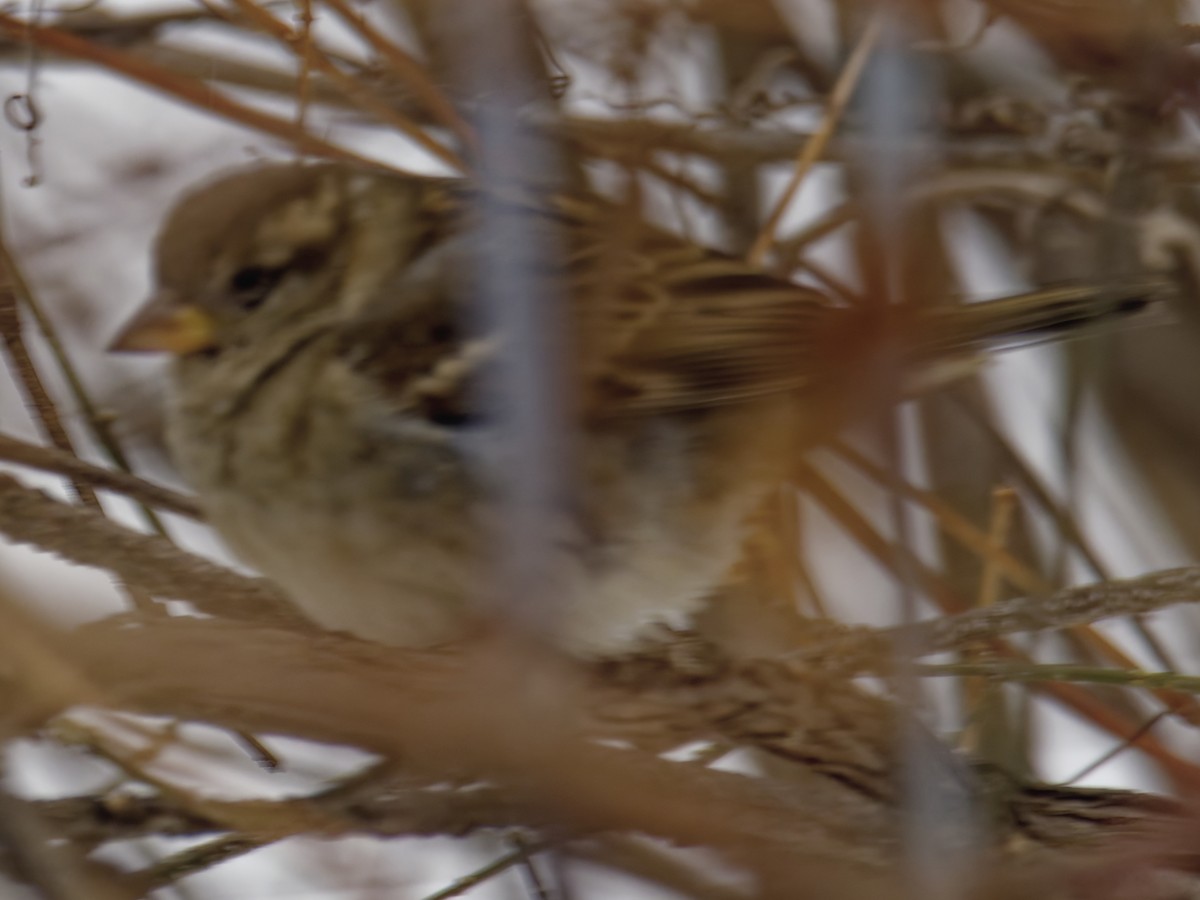 Gorrión Común - ML646305455