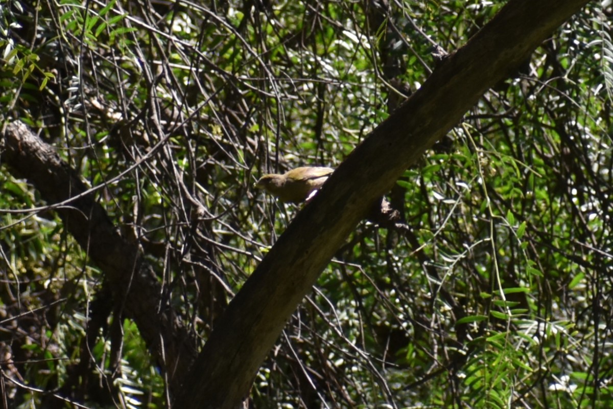 European Greenfinch - ML646305458