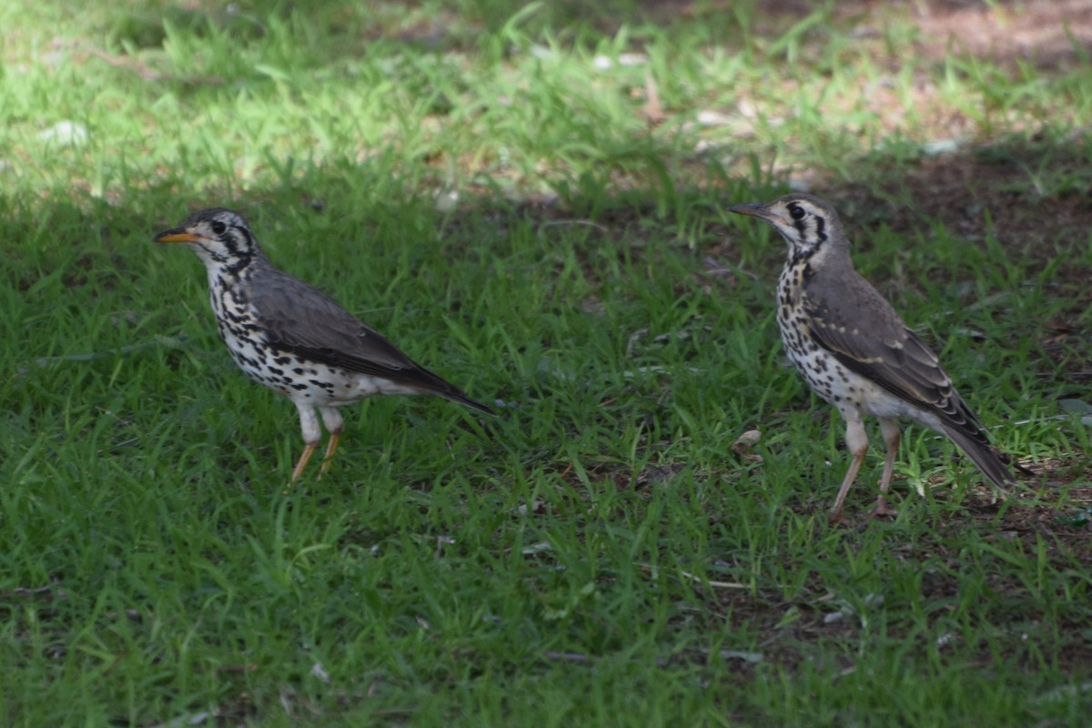 Groundscraper Thrush - ML646305459