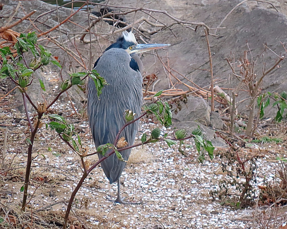 Great Blue Heron - ML646305463