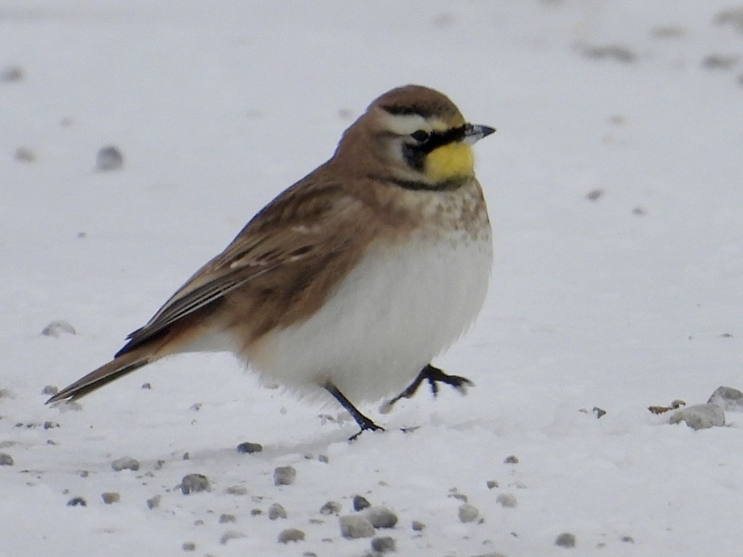 Horned Lark - ML646305465