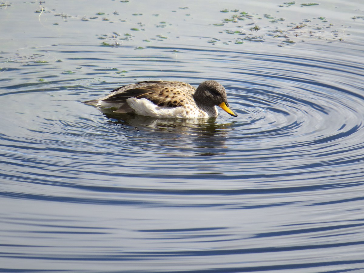Yellow-billed Teal (oxyptera) - ML646305466