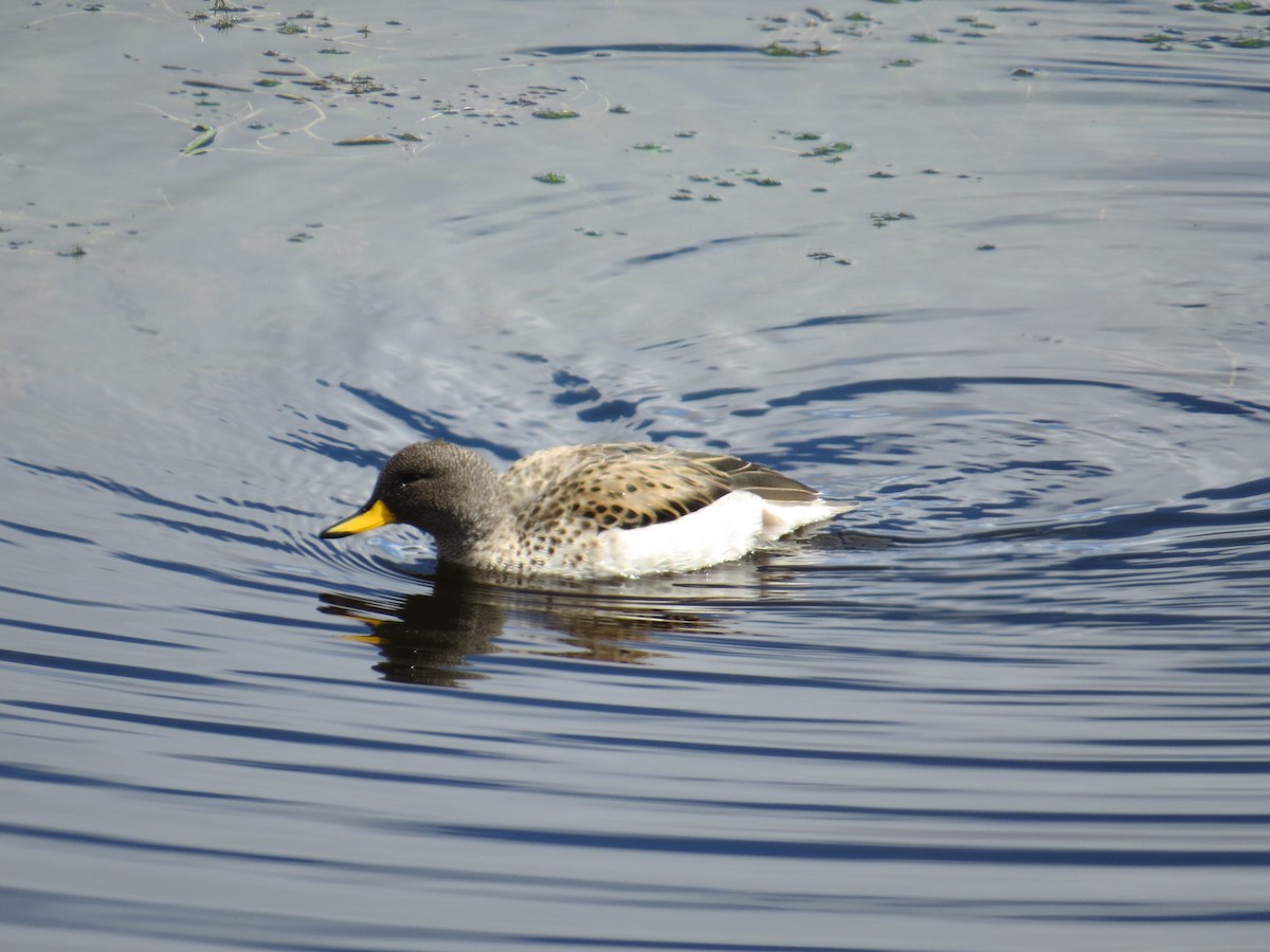 Yellow-billed Teal (oxyptera) - ML646305467