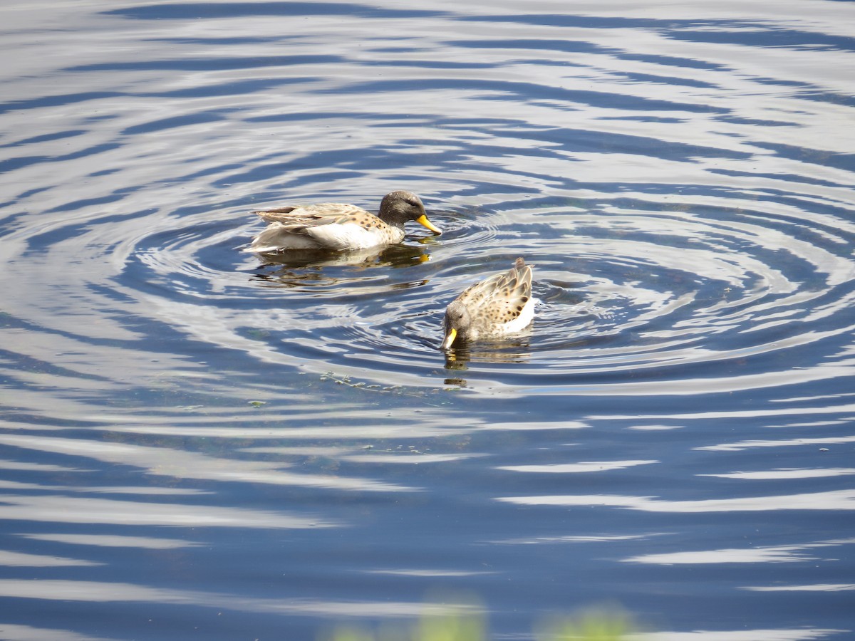 Yellow-billed Teal (oxyptera) - ML646305468