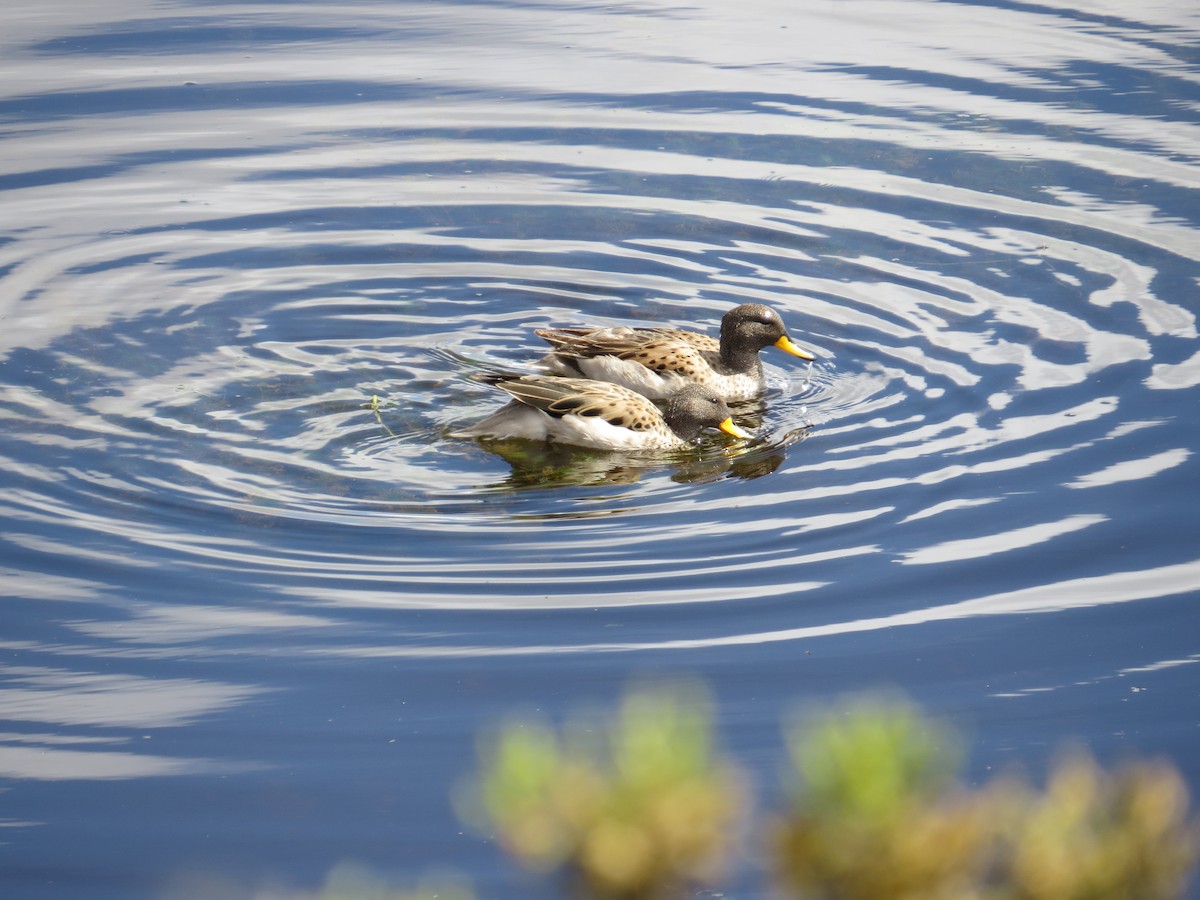 Yellow-billed Teal (oxyptera) - ML646305469