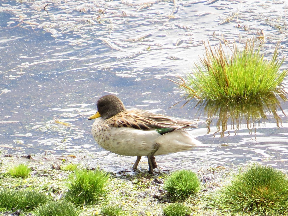 Yellow-billed Teal (oxyptera) - ML646305470