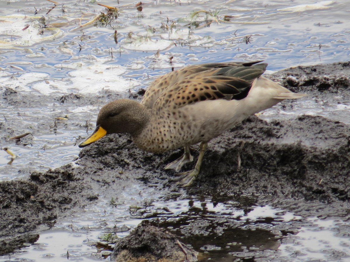 Yellow-billed Teal (oxyptera) - ML646305471