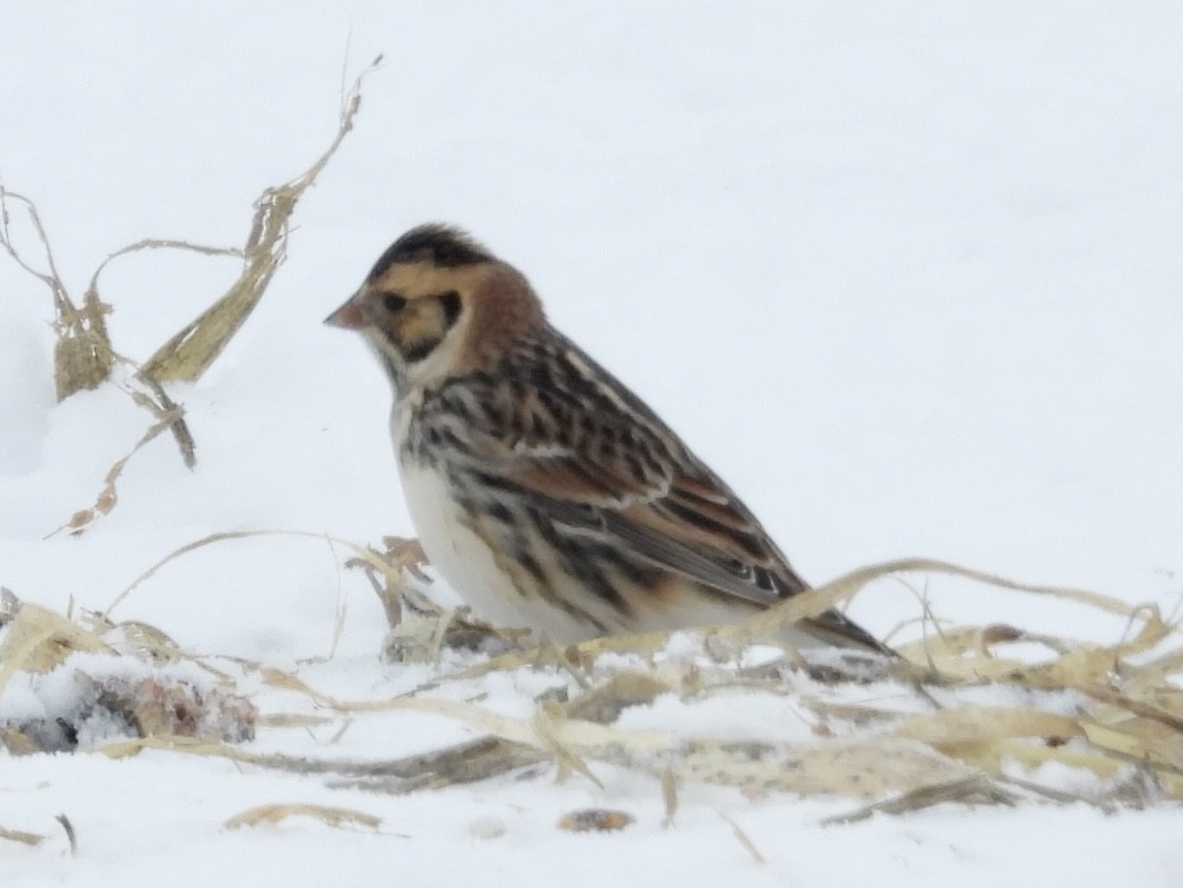 Lapland Longspur - ML646305472