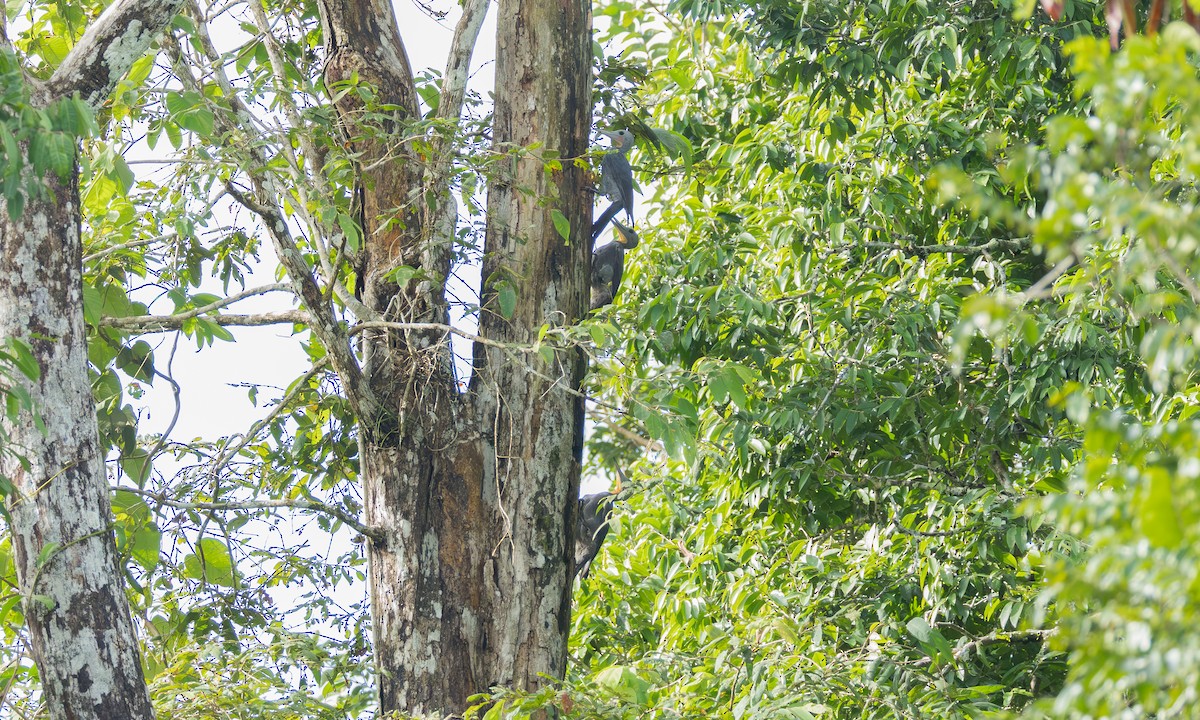 Great Slaty Woodpecker - ML646305476