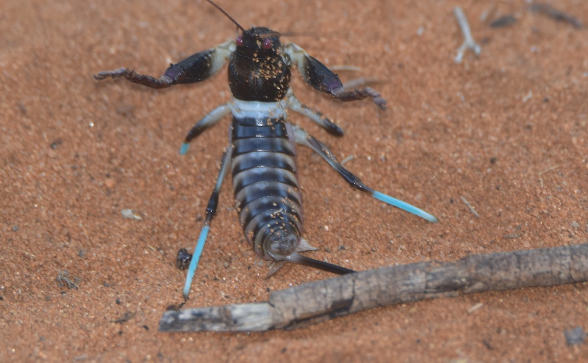 昆虫綱 - ML646305477