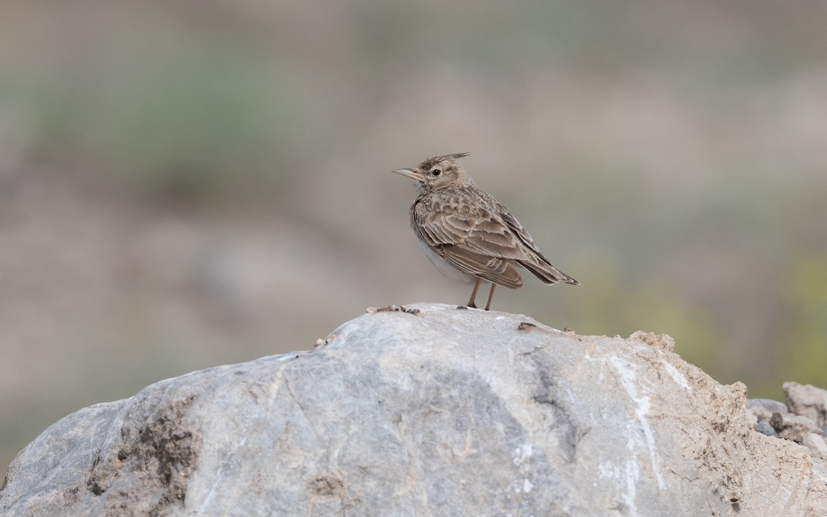 Crested Lark - ML646305479