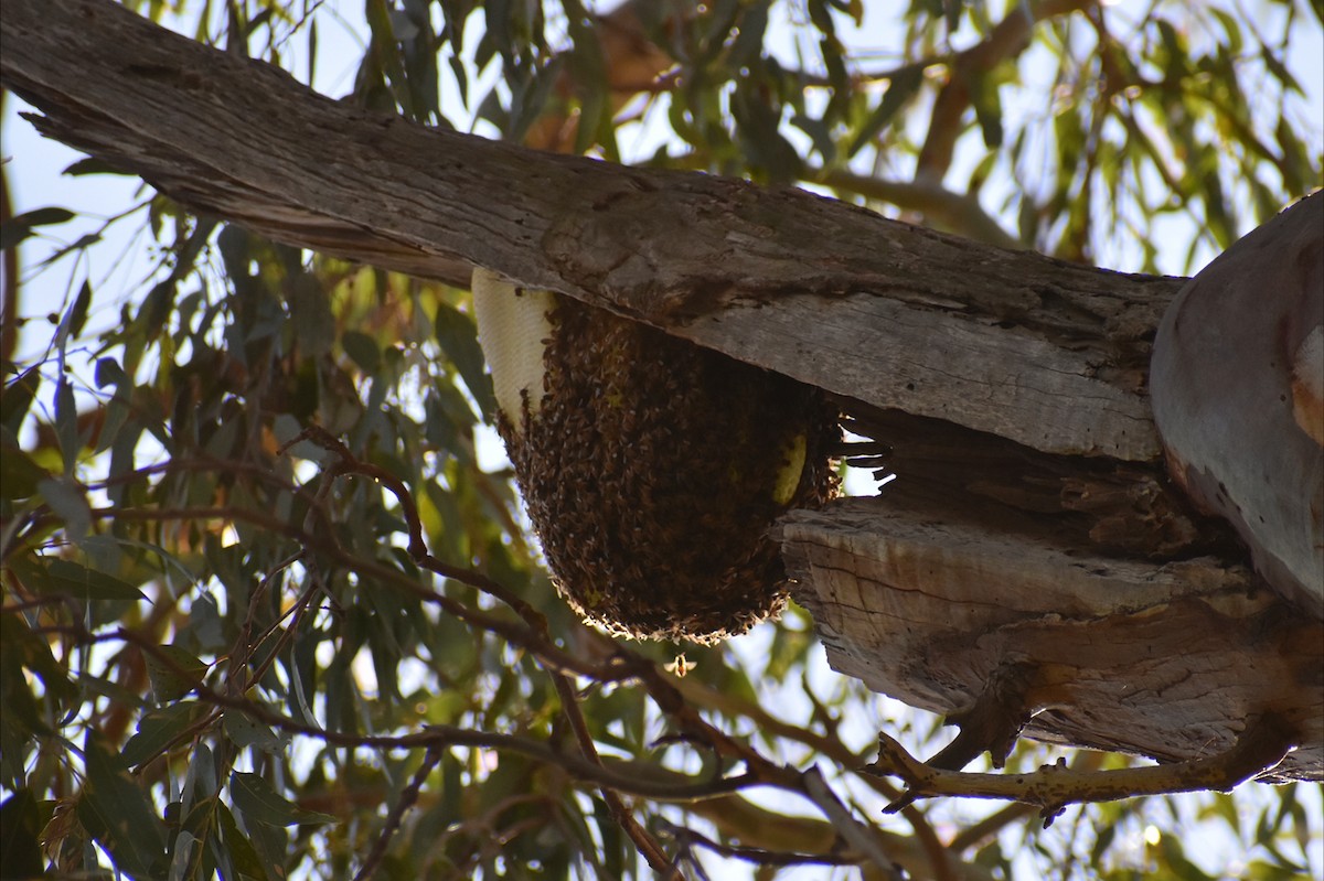 Honey Bees - ML646305480