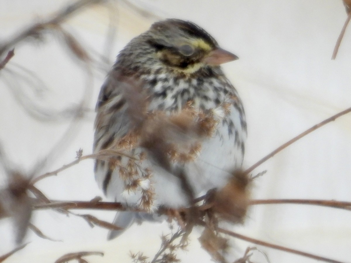 Savannah Sparrow - ML646305481