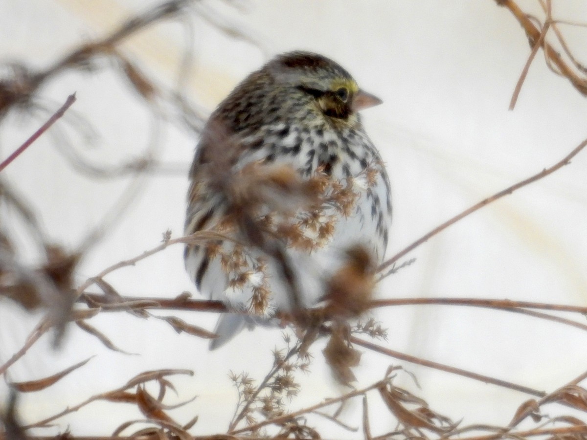 Savannah Sparrow - ML646305482