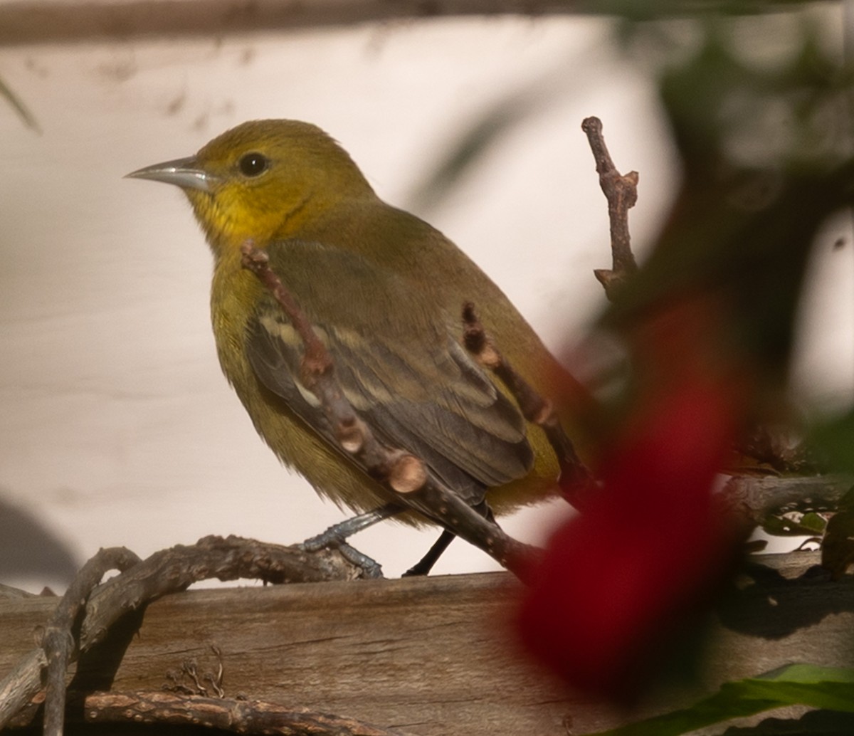 Orchard Oriole - ML646305485