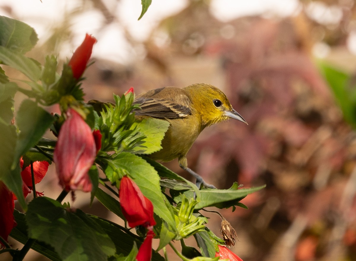 Orchard Oriole - ML646305487