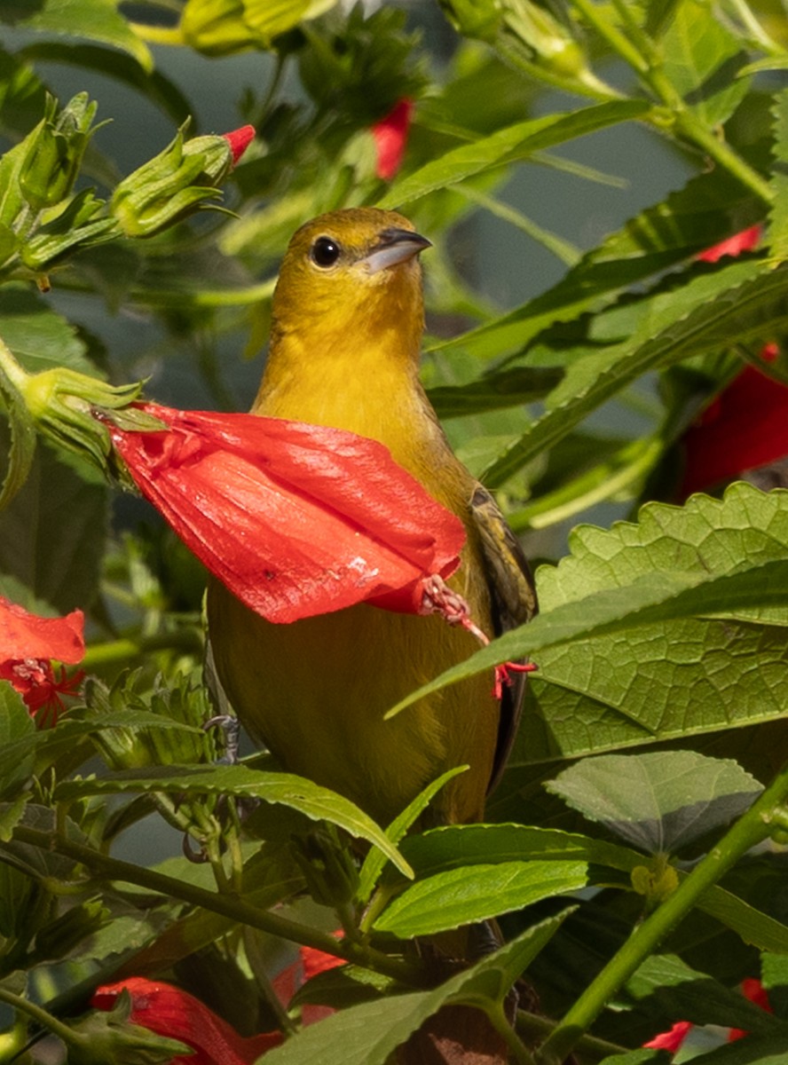 Orchard Oriole - ML646305488