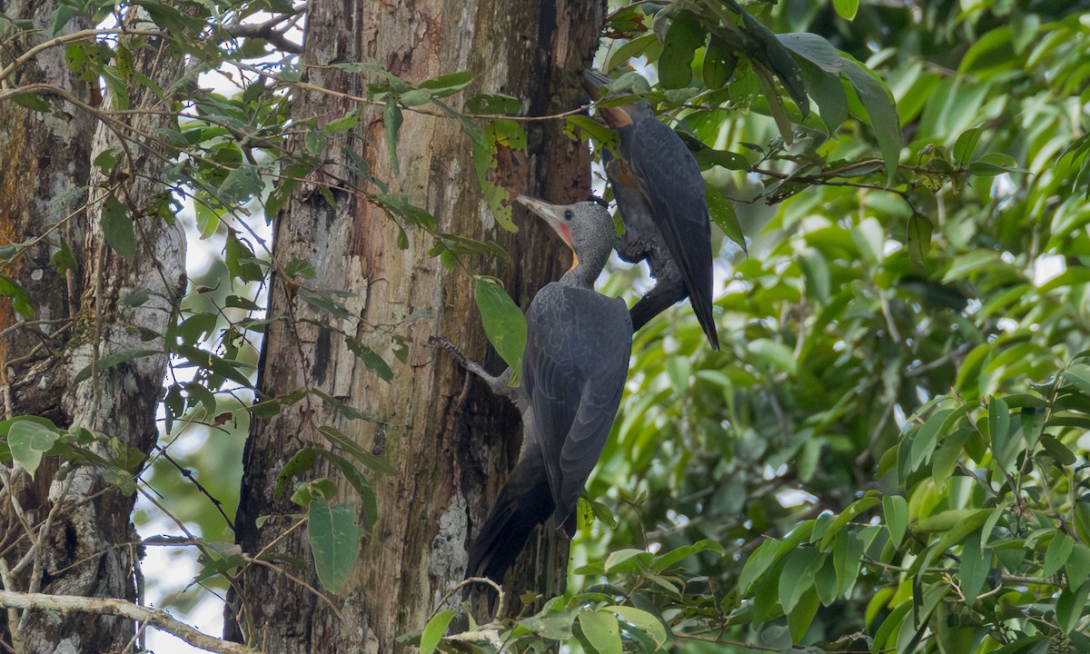 Great Slaty Woodpecker - ML646305489