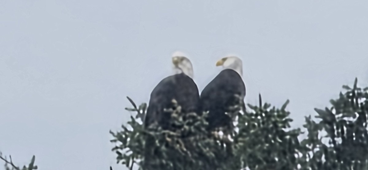 Bald Eagle - ML646305490