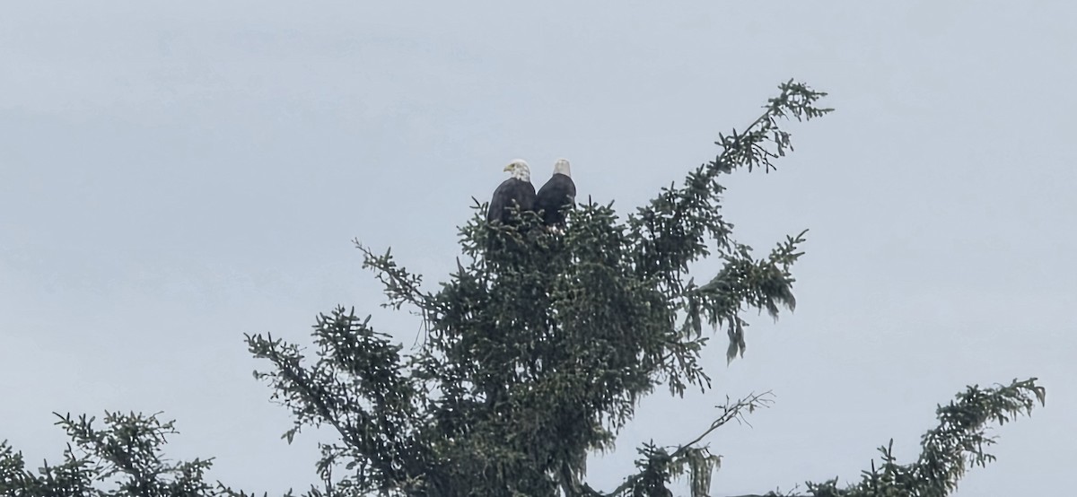 Bald Eagle - ML646305491