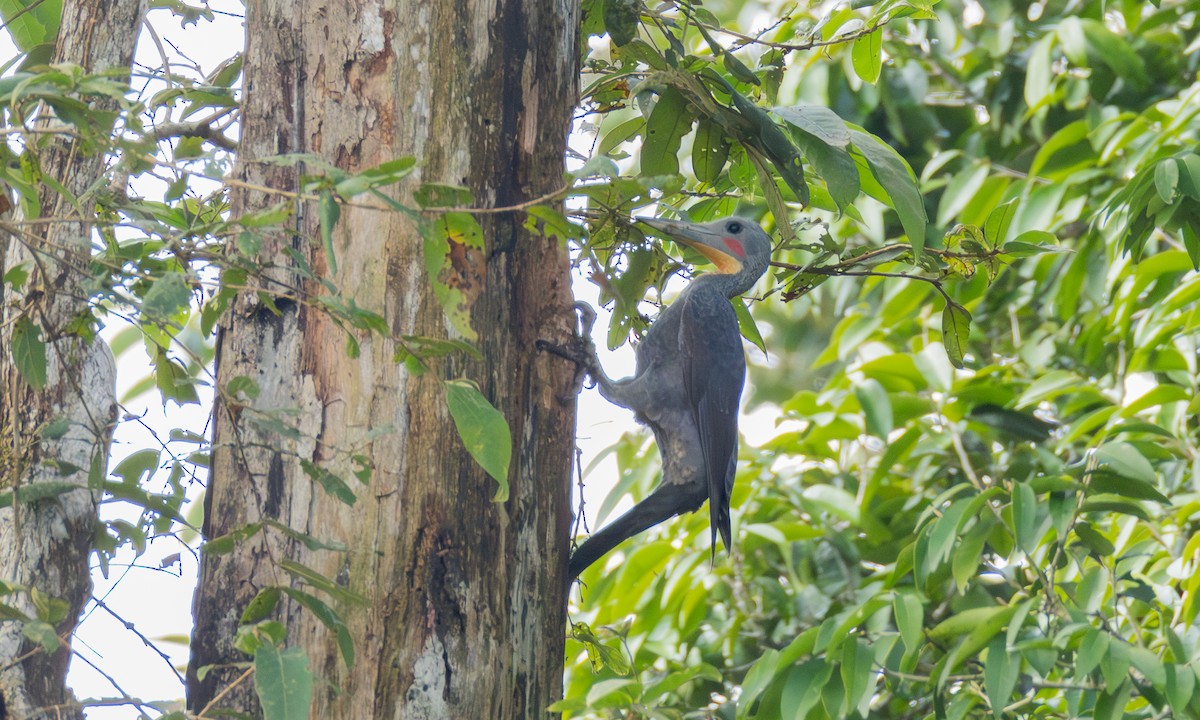 Great Slaty Woodpecker - ML646305493