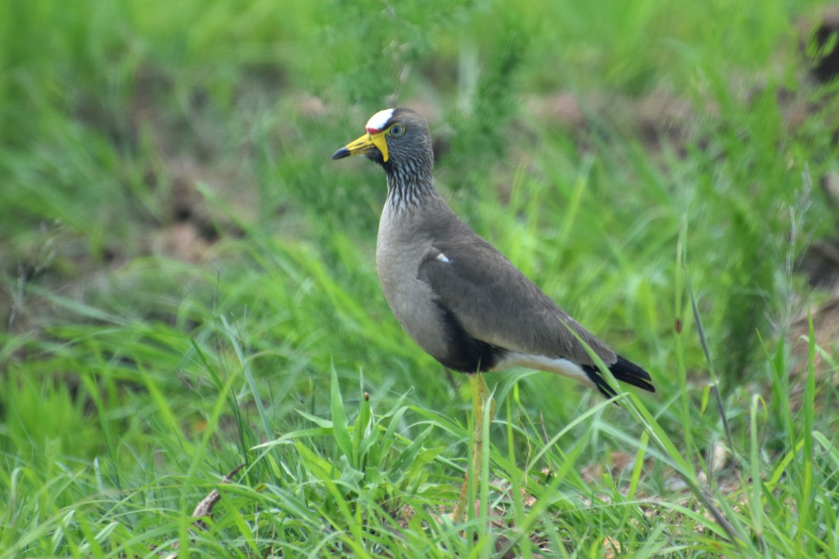 Wattled Lapwing - ML646305498