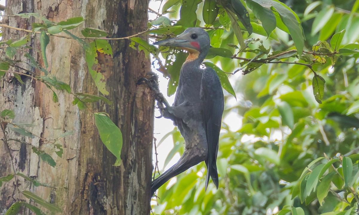 Great Slaty Woodpecker - ML646305499