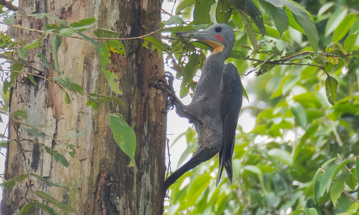 Great Slaty Woodpecker - ML646305500