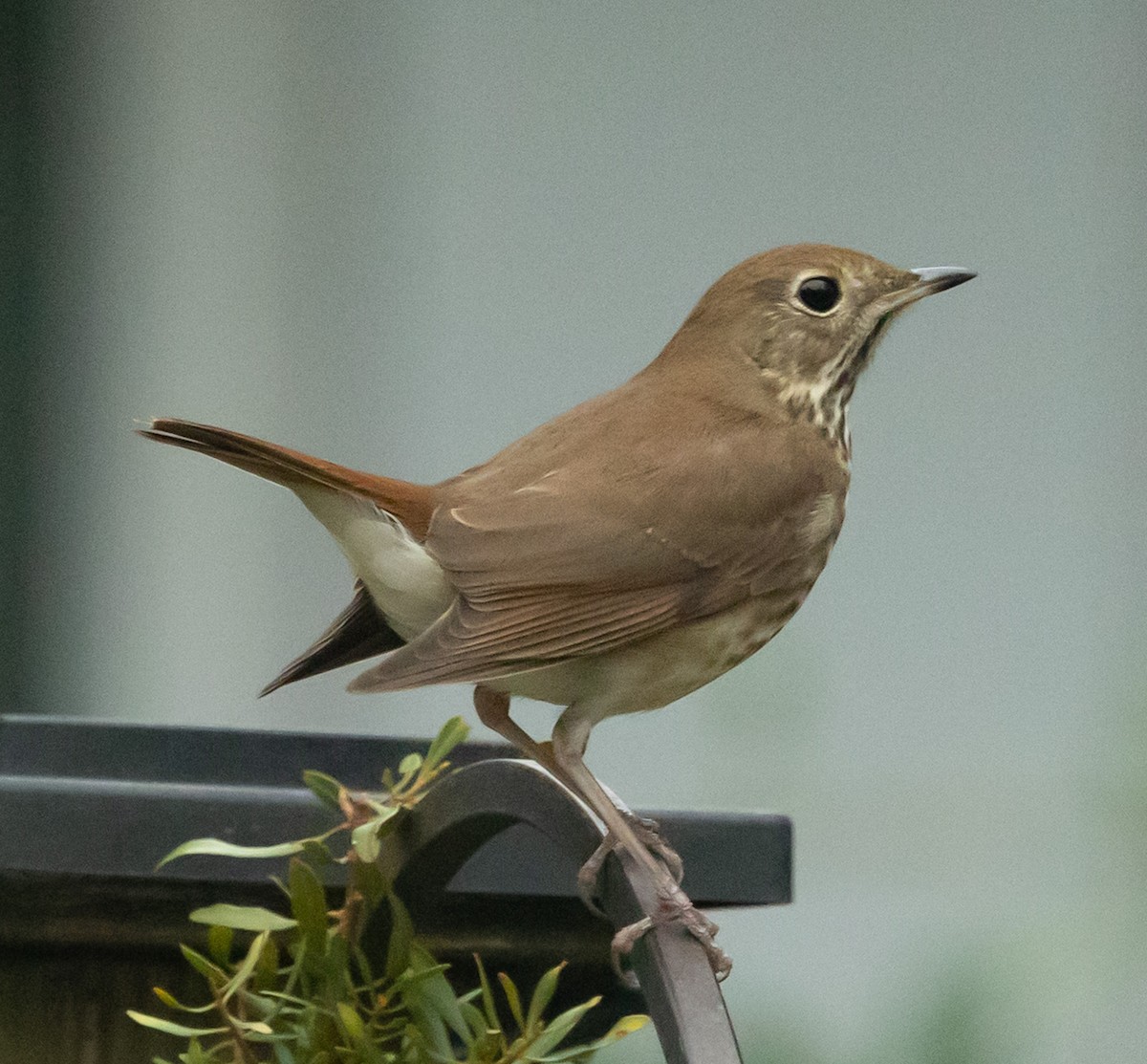 Hermit Thrush - ML646305501