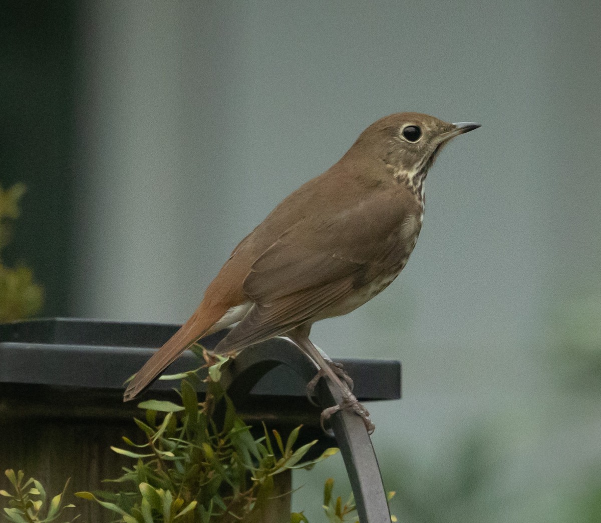 Hermit Thrush - ML646305503