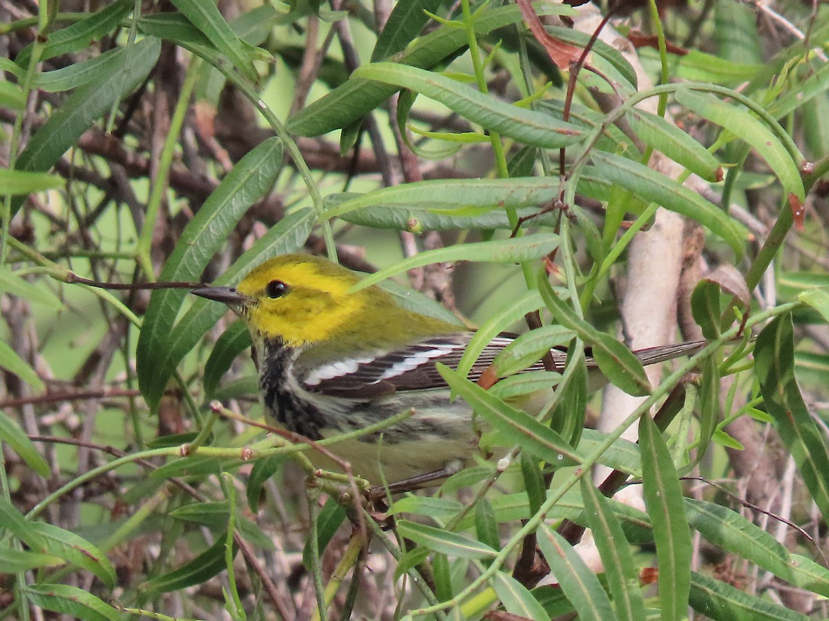 Black-throated Green Warbler - ML646305508