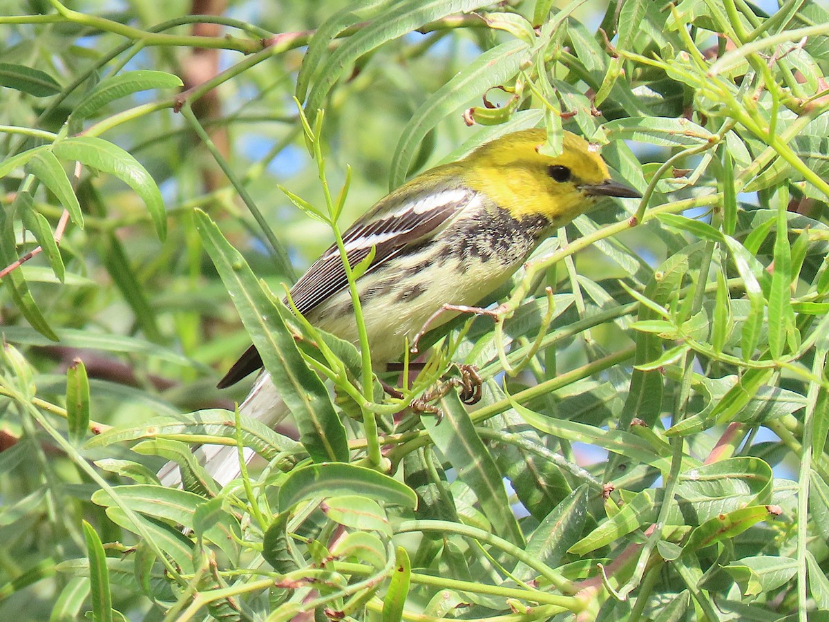 Black-throated Green Warbler - ML646305509