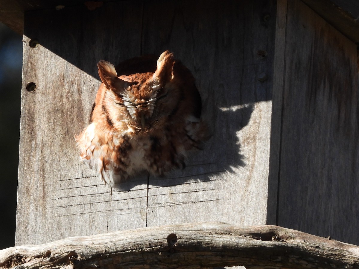 Eastern Screech-Owl - ML646305511