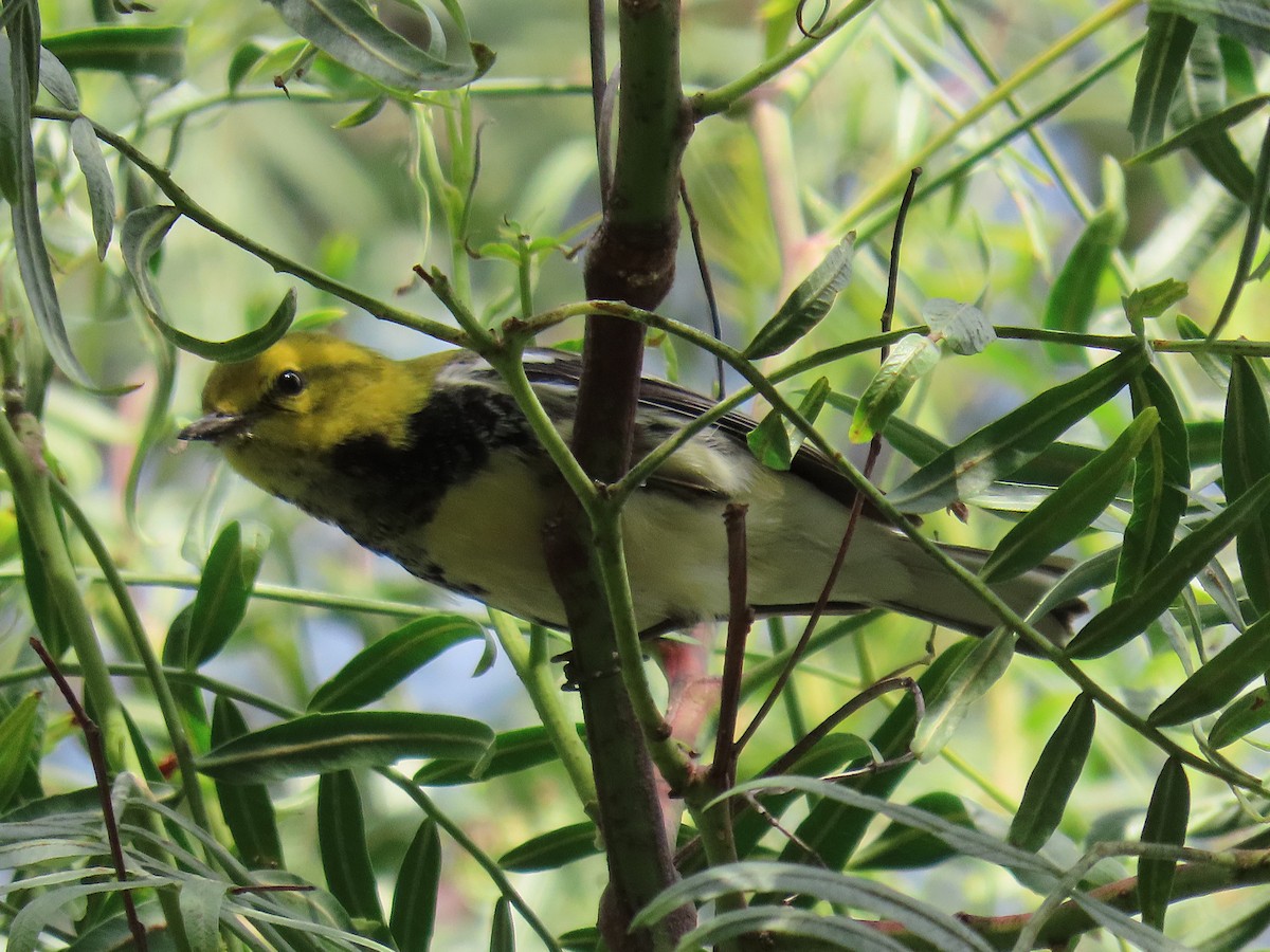 Black-throated Green Warbler - ML646305512