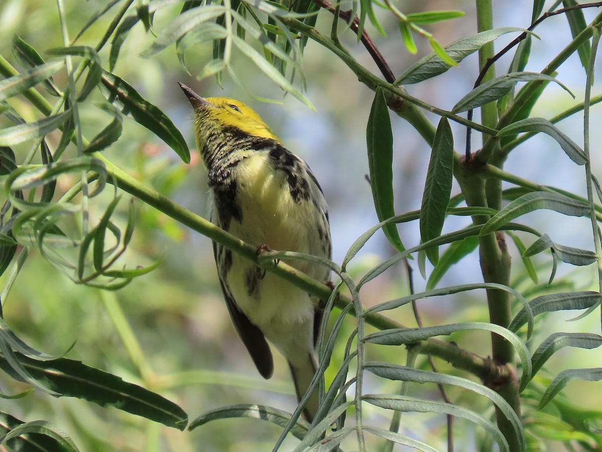 Black-throated Green Warbler - ML646305513