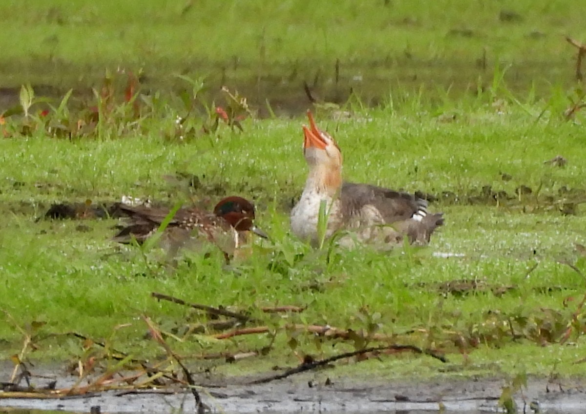 čírka obecná - ML646305514