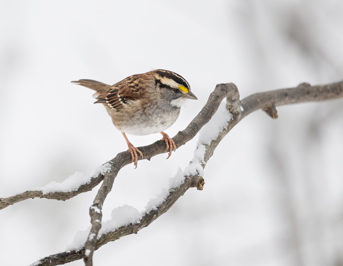 White-throated Sparrow - ML646305520