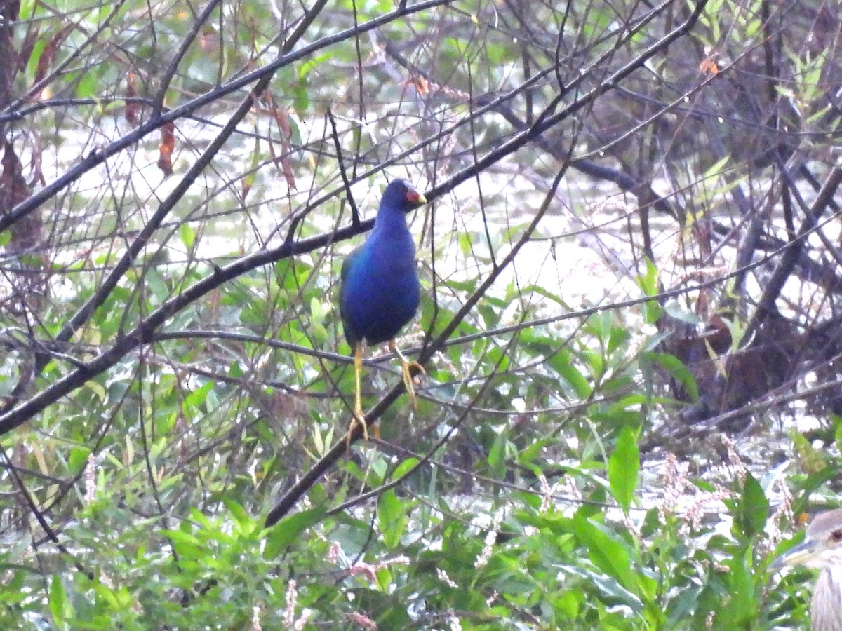 slípka žlutonohá - ML646305522