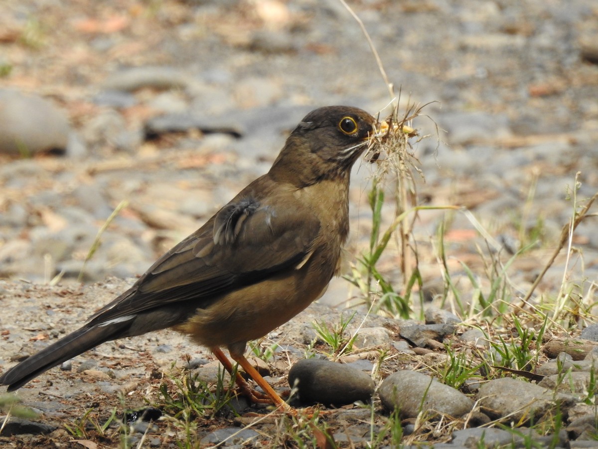 Patagonya Ardıcı - ML646305525