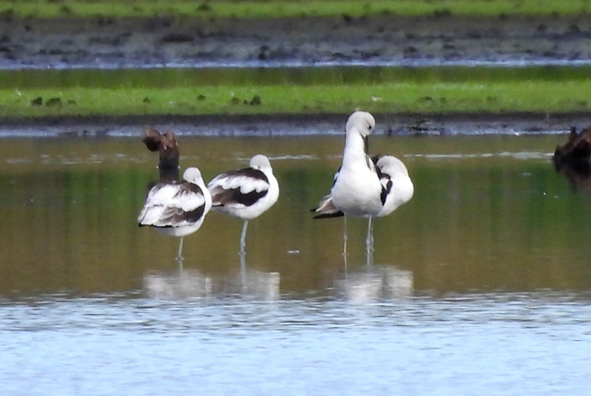 tenkozobec americký - ML646305532