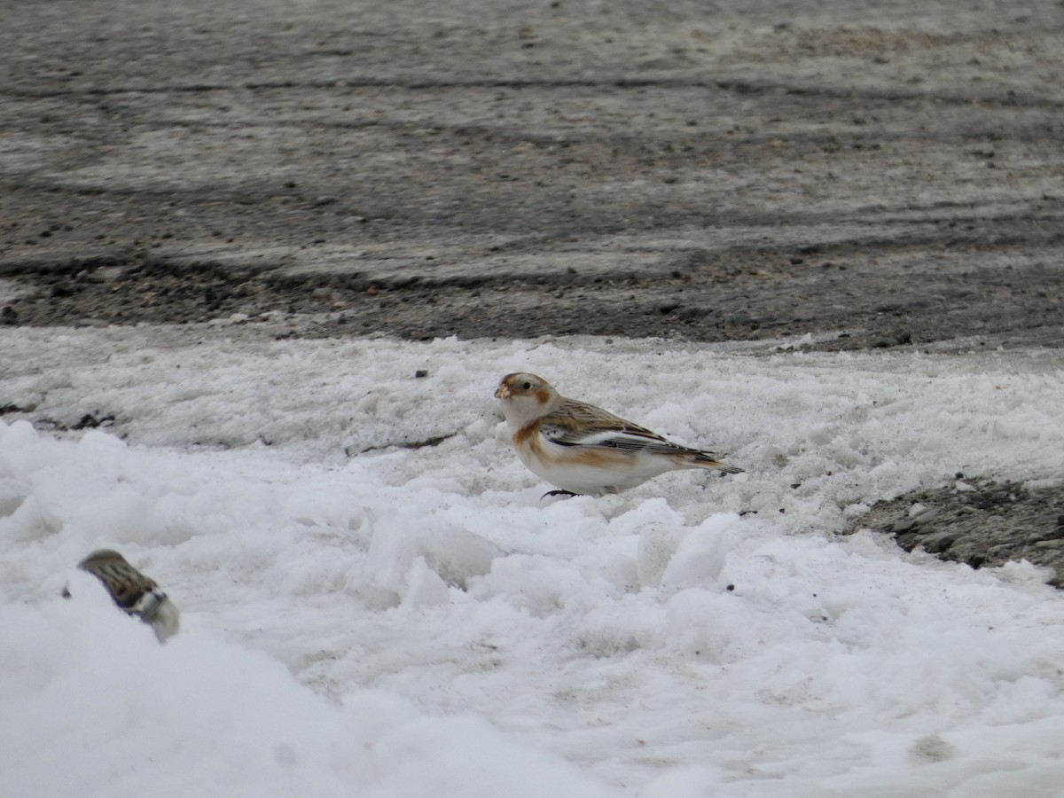 雪鵐 - ML646305533