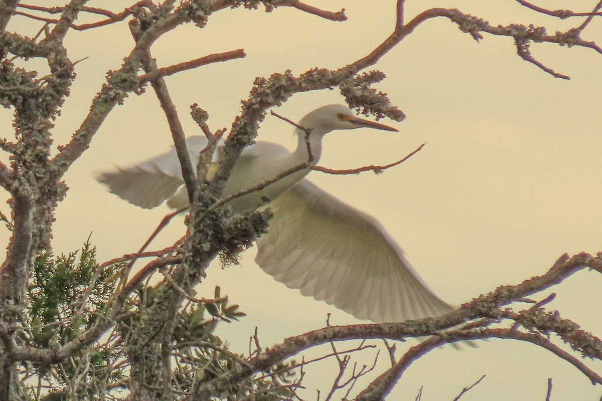Snowy Egret - ML646305536