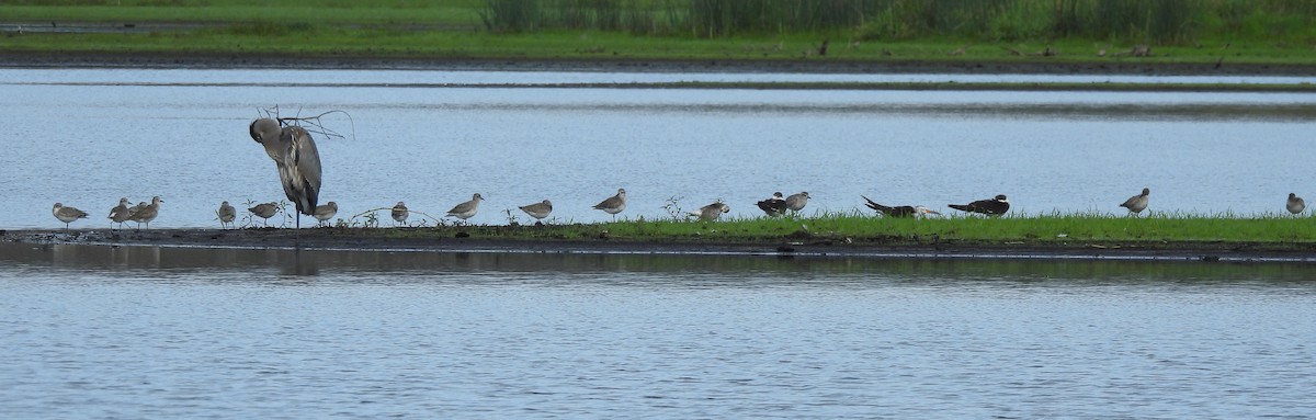 Chorlito Gris - ML646305542
