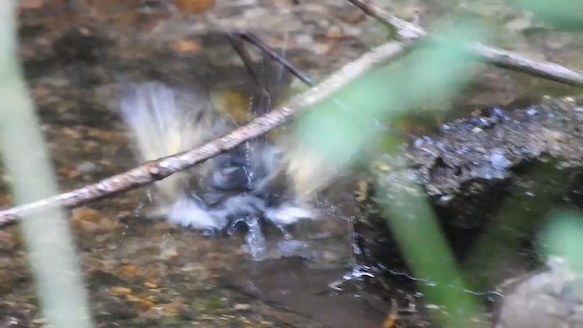 American Redstart - ML646305545