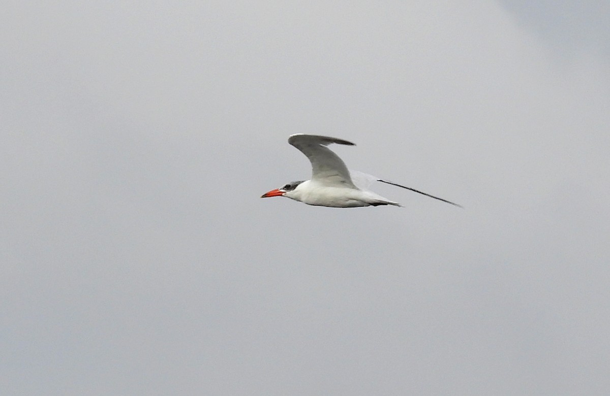 rybák velkozobý - ML646305548