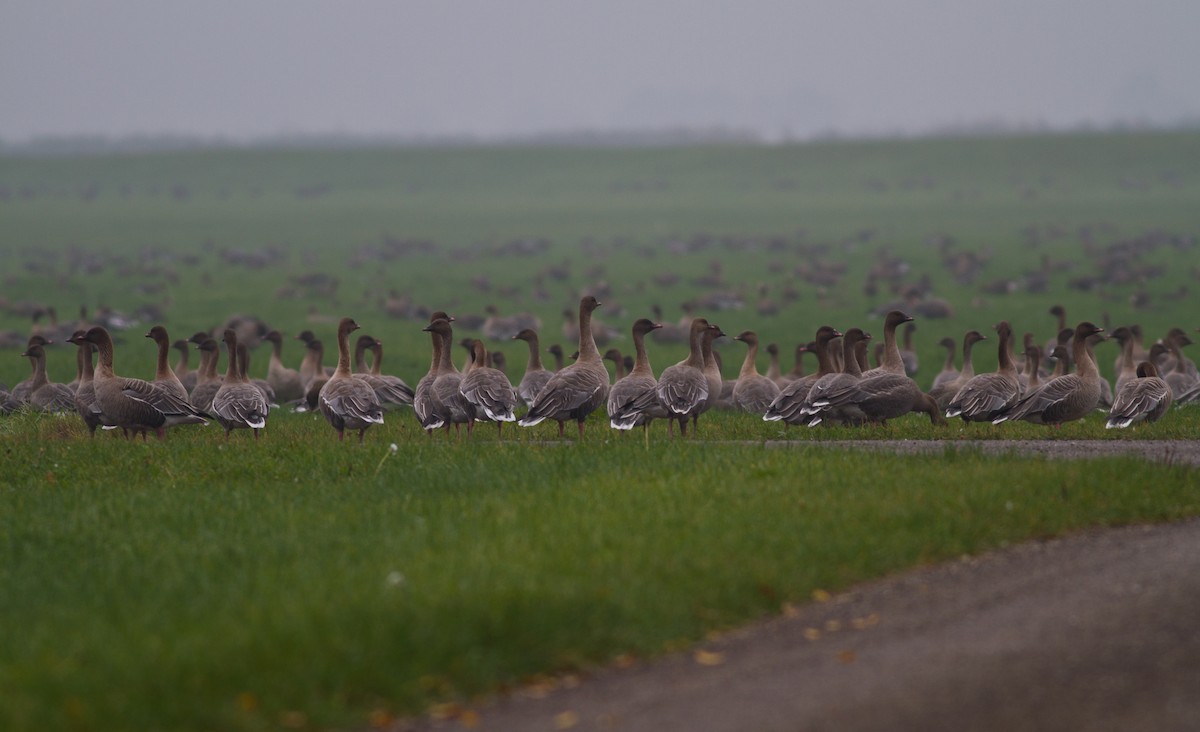 Pink-footed Goose - ML646305550