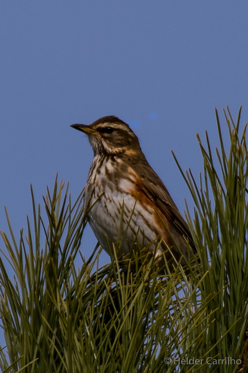 Redwing - ML646305551