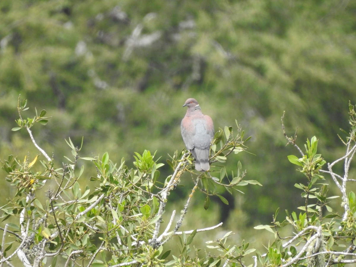 Şili Kızılca Güvercini - ML646305555