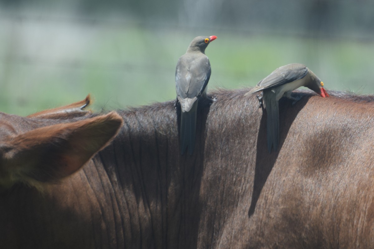 Red-billed Oxpecker - ML646305557