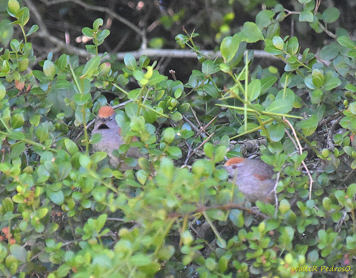 Spix's Spinetail - ML646305559